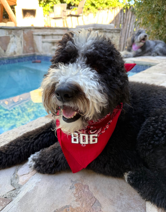 Red/White/Black Dog Bandana