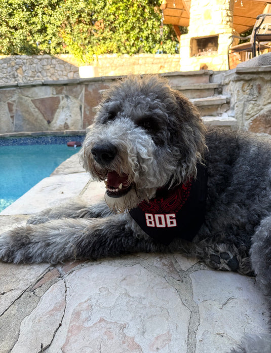 Black/Red Dog Bandana