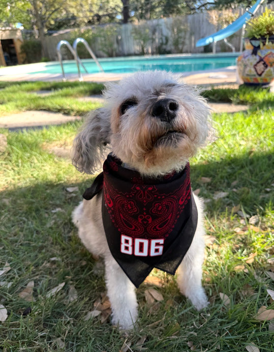 Black/Red Dog Bandana