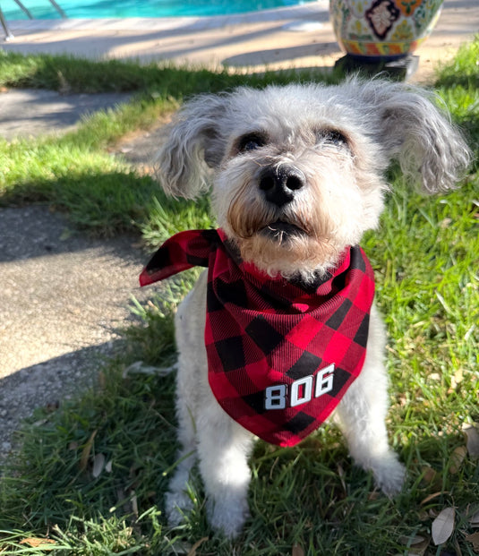 Red/Black Checkered Dog Bandana